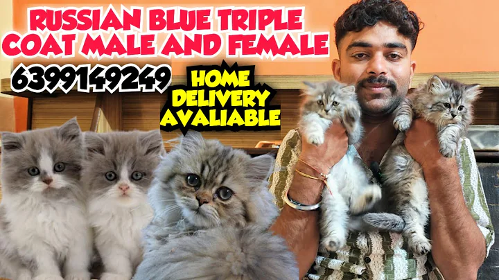 Video 11541551: persian kitten, cat pets, cat cute baby