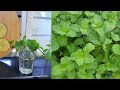 പുതിന എങ്ങനെ വീട്ടിൽ വളർത്താം || Grow Mint at Home || Anu's Kitchen