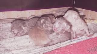 CRIADERO DE GATOS BRITISH SHORTHAIR ESPAÑA by Violeta Selakov 54 views 3 years ago 57 seconds