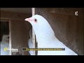 Elevages insolites : les pigeons de Rémy - La Quotidienne la suite