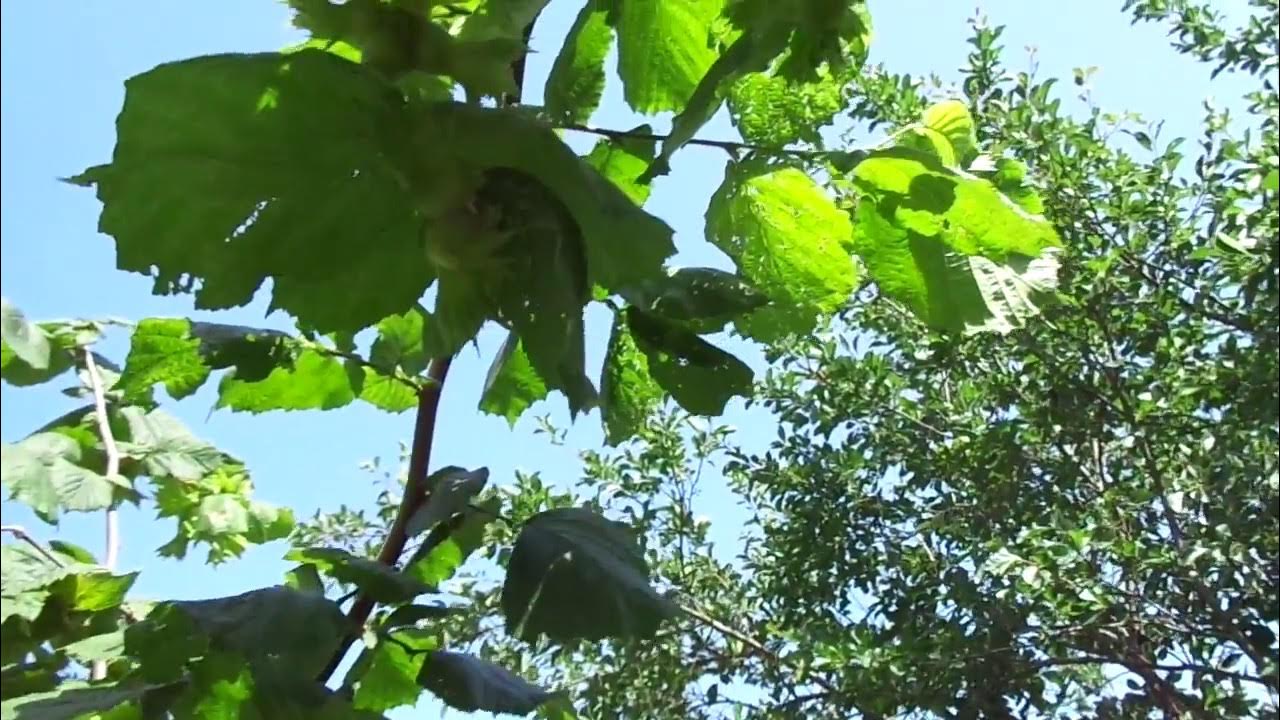 Формировка фундука: дерево или куст. - YouTube