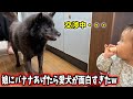 娘にバナナあげたら愛犬が面白すぎたw【１歳児と甲斐犬一休】