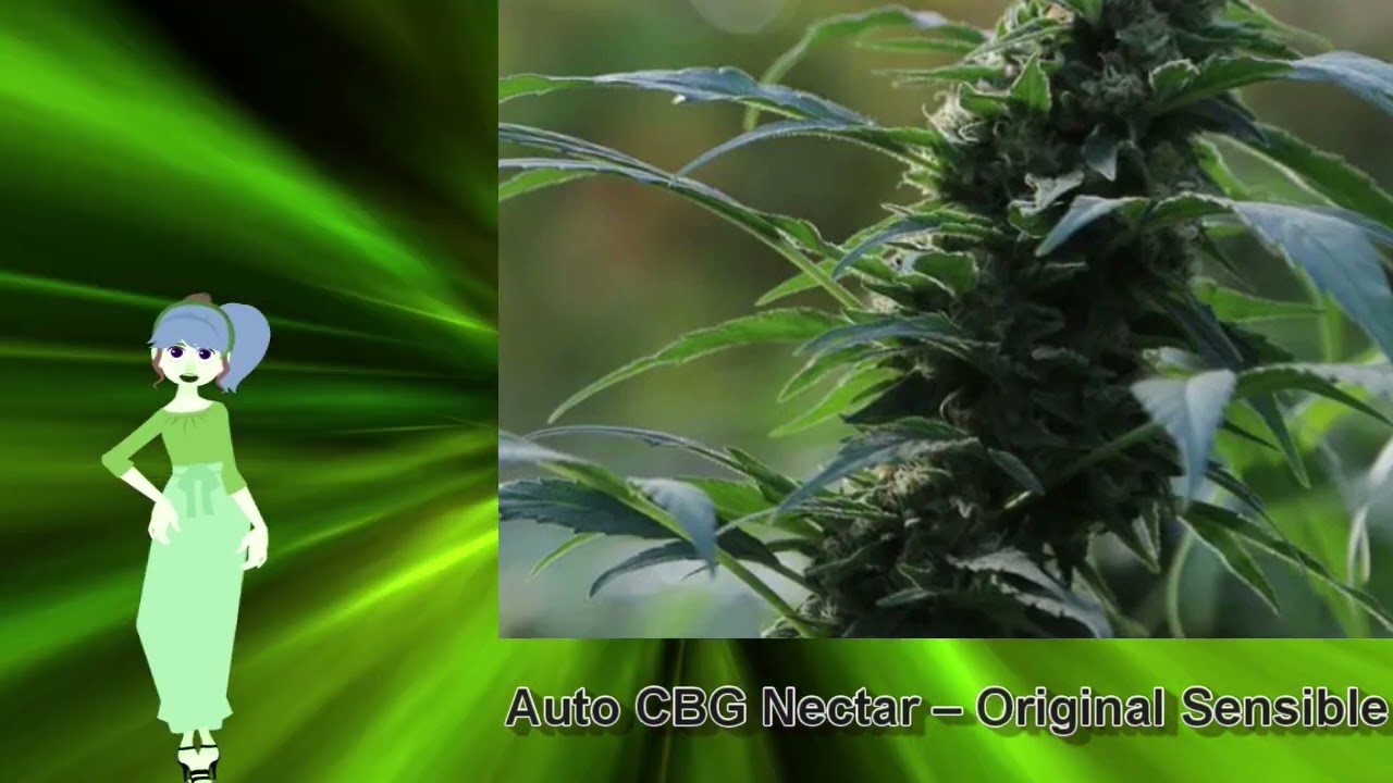 Auto CBG Nectar – Original Sensible