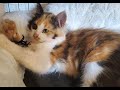 A kitten is the most irresistible comedian #10