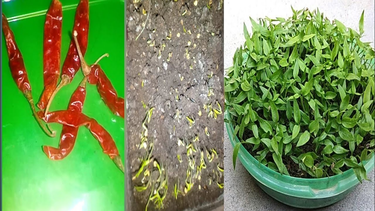 How to grow chilli seeds faster in small pot Grow chilli easily at