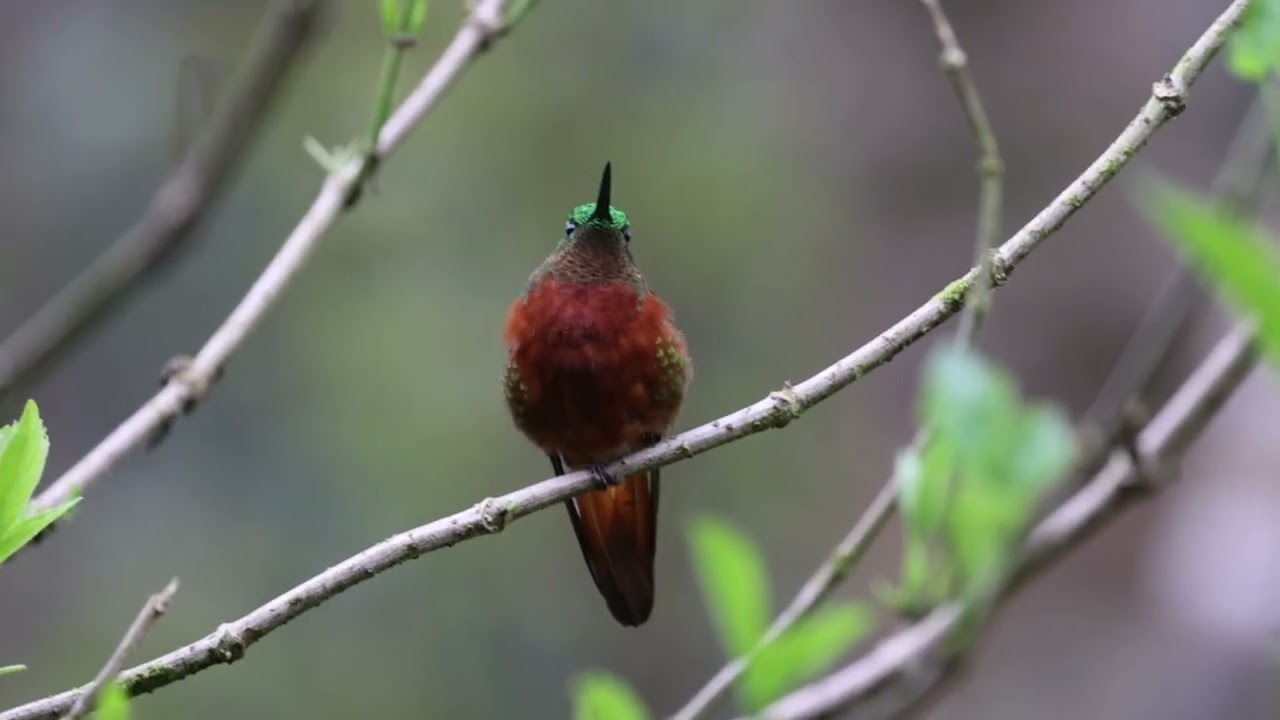 Chestnut-breasted Coronet @ Cabañas San Isidro