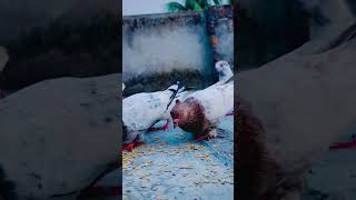 রিজিকের মালিক আল্লাহ ❤️❤️❤️@AirinSheikh-m2p #motivational #shortvideo