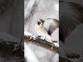 Relaxing piano music cozy coffee shop vibe Cozy Cafe piano Smooth piano solo for Studying, Working