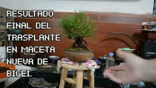 BONSAI DE PINO NEGRO JAPONES EN ESTILO NEAGARI (RAICES EXPUESTAS).TRASPLANTE.