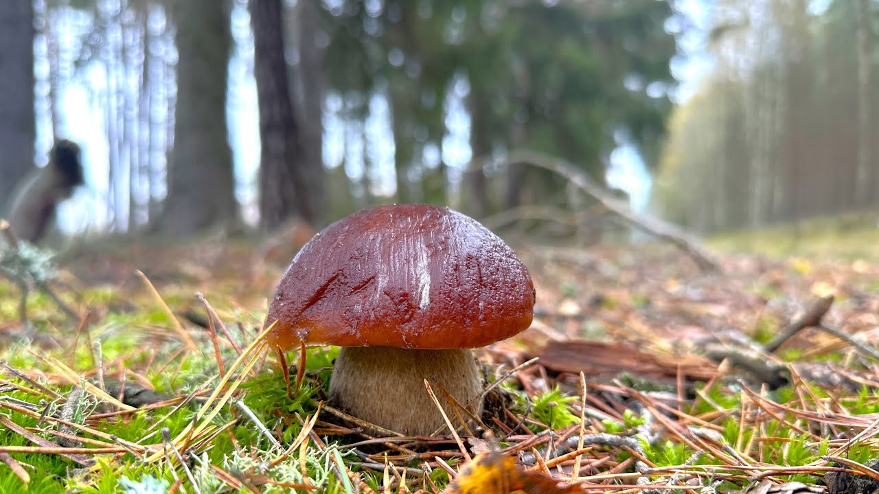 PIĘKNE BOROWIKI NA POŻEGNANIE SEZONU W PUSZCZY SŁUPSKIEJ