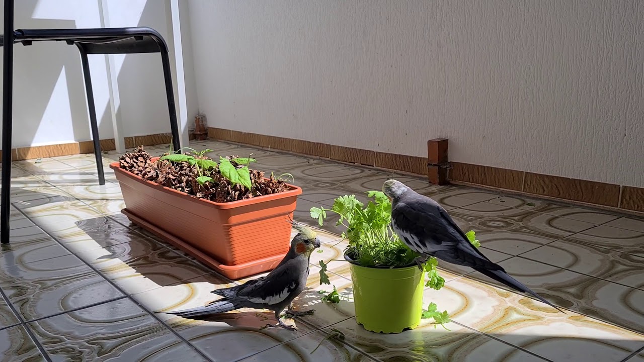 Cockatiels slaughtering parsley and bean plant Cockatiel moments
