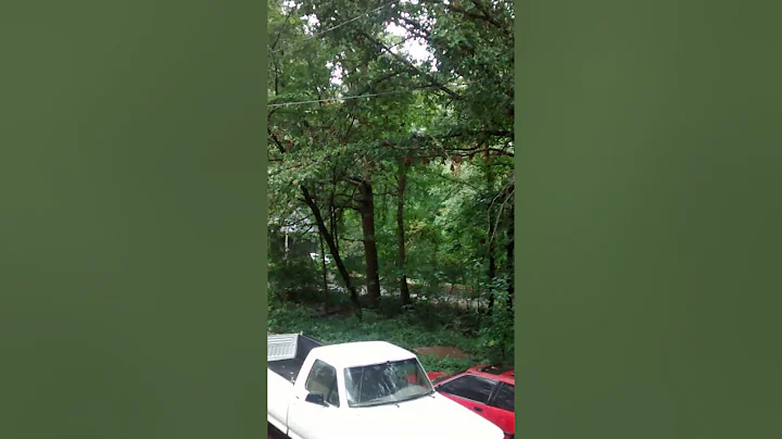 Dog barking