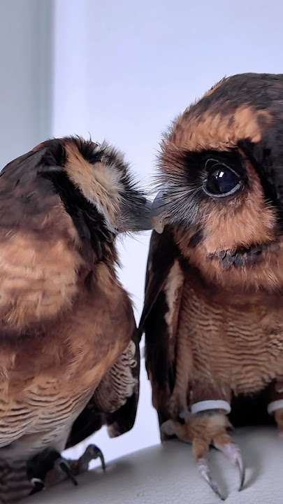 Owl Love Story!💔❤️‍🩹