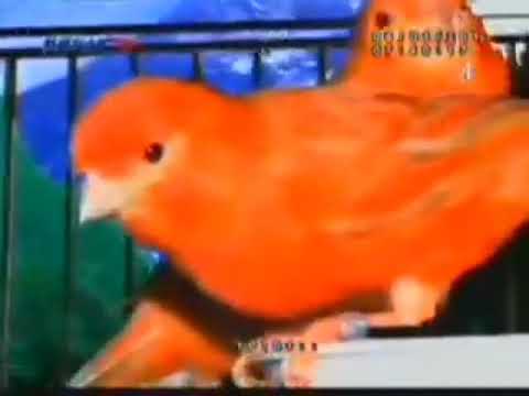 OBB Kicau Mania MNCTV 2011