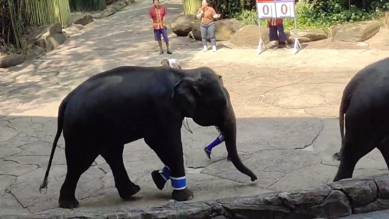 Bangkok safari world ELEPHANT SHOW