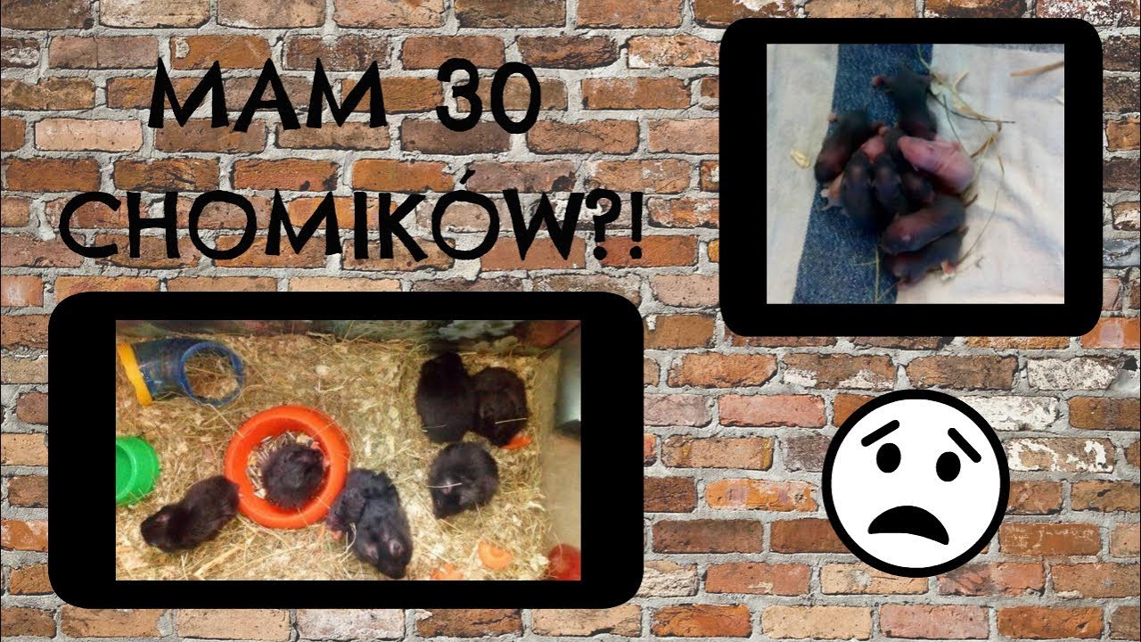 MAM 30 CHOMIKÓW?! 🐹