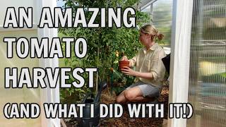 ¡COSECHA DE TOMATES INCREÍBLE! Y LO QUE HICE CON ELLA / JARDINERÍA EN PARCELAS REINO UNIDO