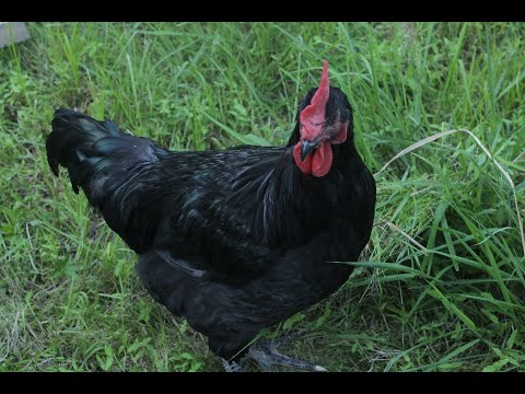 farm ASMR | 5:15am with Bert! [my lo-fi morning routine]