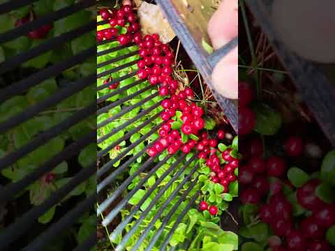 Video: Společníci pro brusinky – rostliny, které dobře rostou s brusinkami
