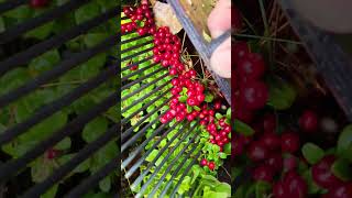 This is the best comb for picking berries #harvesting #berry #cranberries #lingonberry