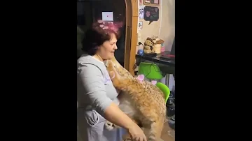 Quanti tipi di lince ci sono?