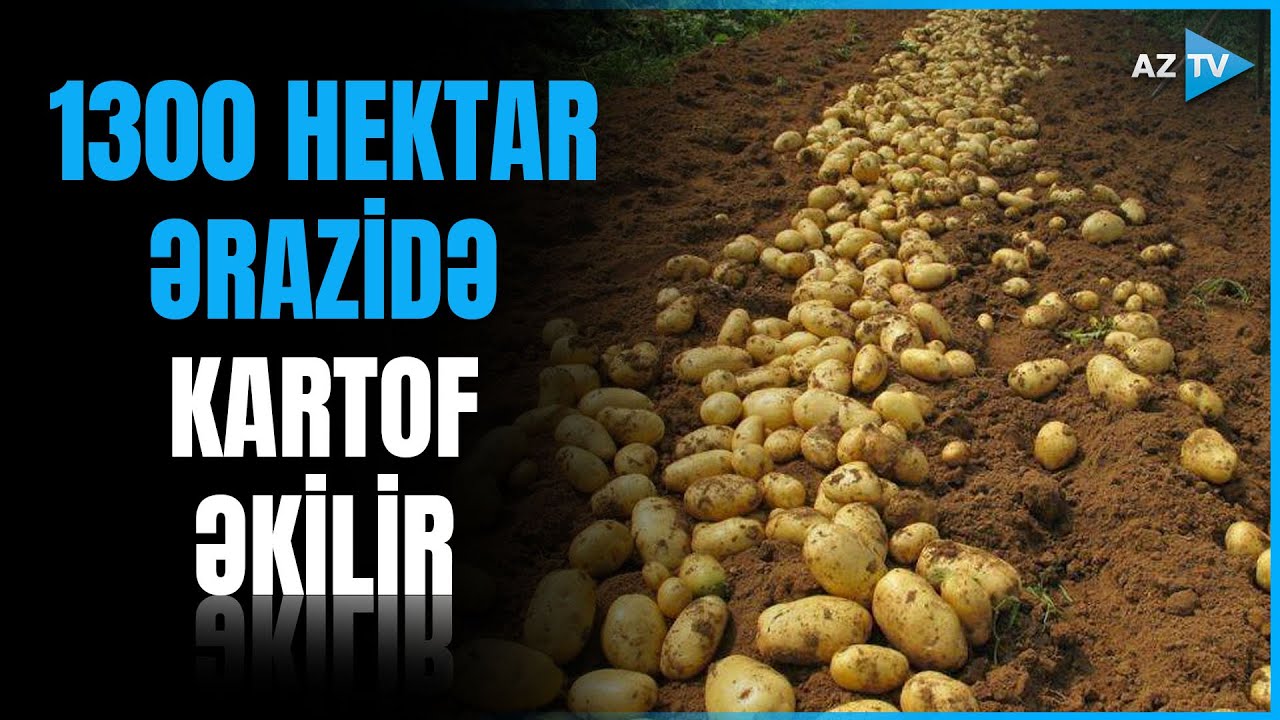 Qazaxda kartof əkini: 1300 hektarda səpinlər başladı