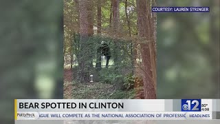 Bear spotted in Clinton neighborhood