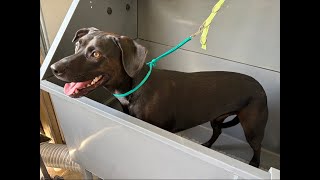 SandyPawsDogSpa is live grooming Oakley the Lab mix