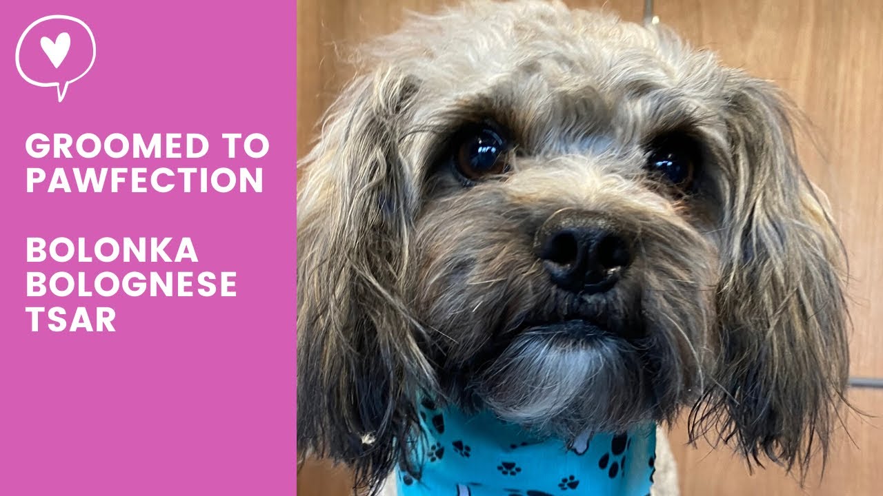 bolonka grooming
