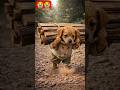 poor puppy emotional story #poor #puppy #3danimation #emotionalstory #trending #viral #shorts