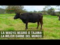 La Wagyu negro o Tajima la mejor carne del mundo - TvAgro por Juan Gonzalo Angel Restrepo