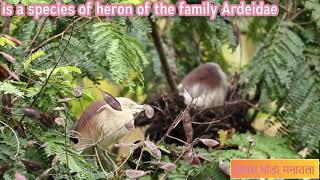 WINDOW BIRDING PART #photography#windows#birds#birdslover55#birdsong#soundbirds#windowblind screenshot 3