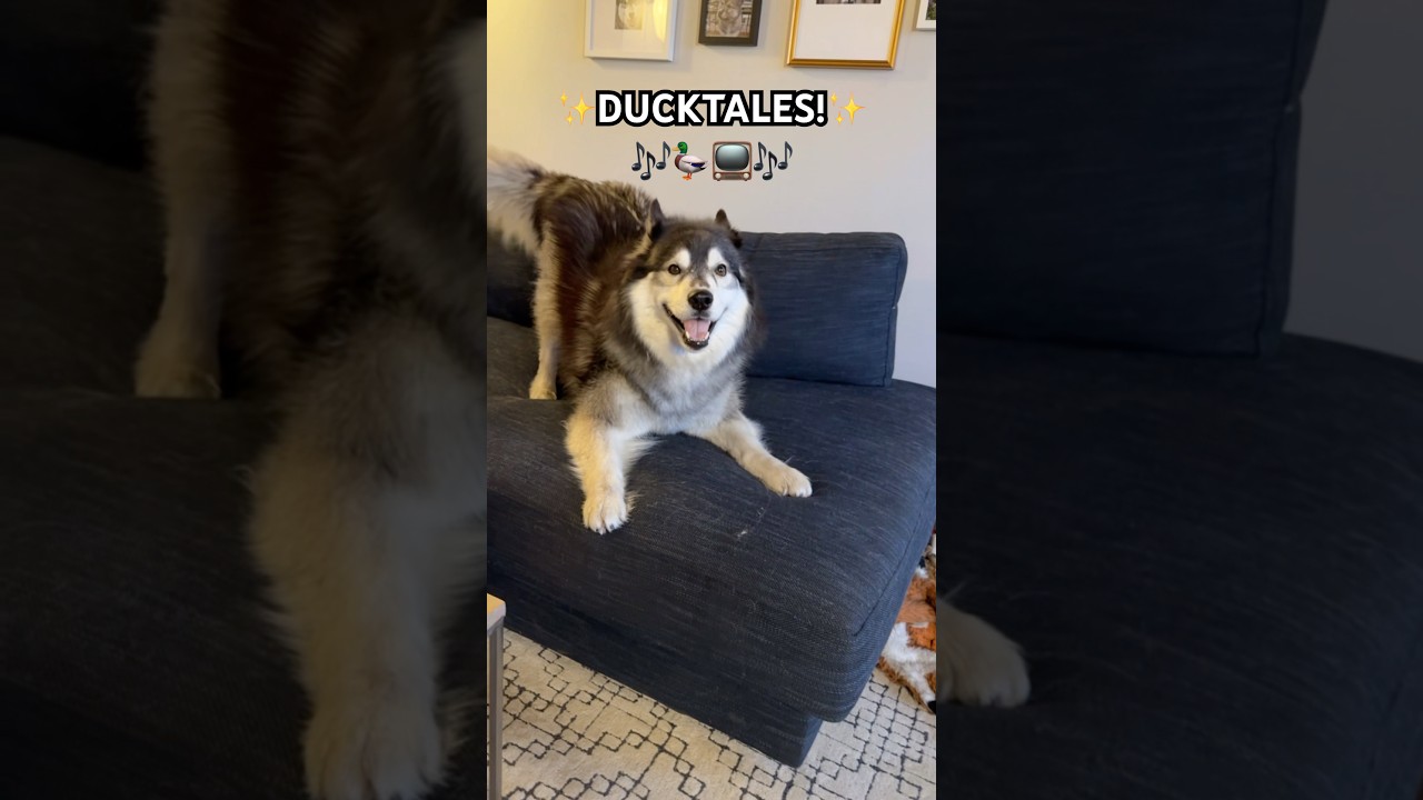 Some dogs just have the strangest triggers… 🐺🦆🎶😉 #siberianderpskies #husky #huskylife #dogdad