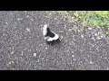 Baby skunk sprayed me