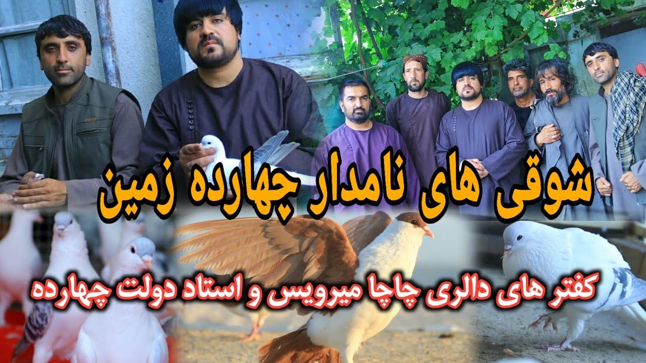 شوقی های نامدار چهاردهزمین| قیمتی و ناب پدر مادر کفتر را 900 $ دالر خریدند | Nayab Pigeons Kabul