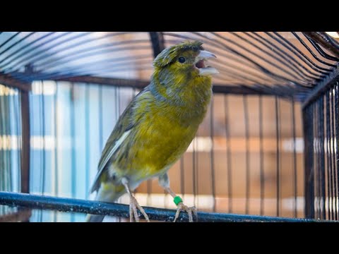 Видео: Бүх канарууд сайхан дуулдаг уу?