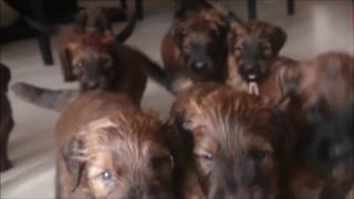 Briard Puppies Stream  Berger de Brie (owczarek francuski)