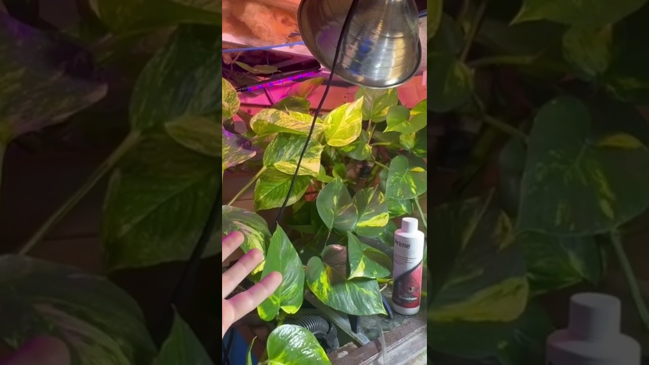 DIY plant box filter (thanks Joey) 