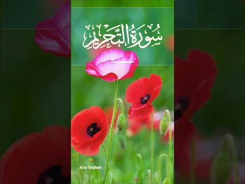 أرح قلبك قليل ا ي ا أ ي ه ا ال ذ ين آم ن وا ق وا أ نف س ك م   