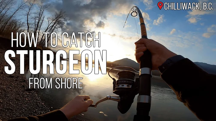 How to fish for Sturgeon from Shore on the Fraser River - Chilliwack B.C.
