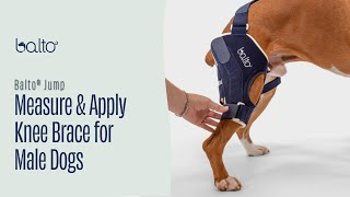 How To Measure and Apply a Knee Brace on Male Dog