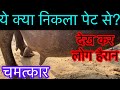 Difficulty in birth l dystocia in buffalo l bhais ke andar se bacha kaise nikala l कठिन प्रसव l umar