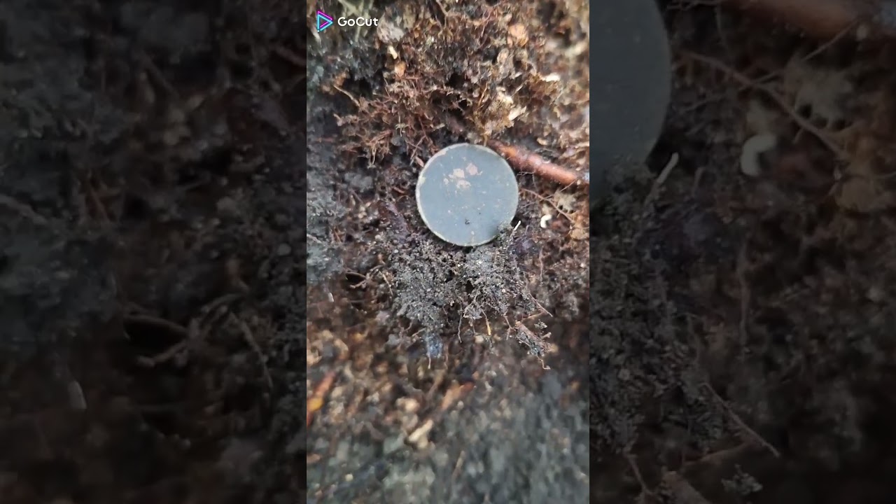 sortie dans les bois