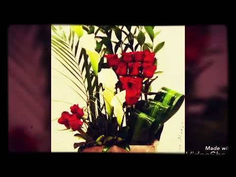 اسمع يا ابوي حقق ابوس الارض لا تمشي عليها