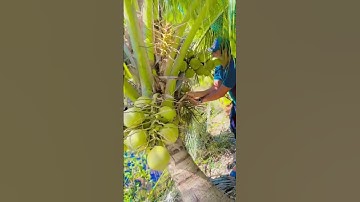 Skill of harvesting loofah with sharp tools #farming #shorts