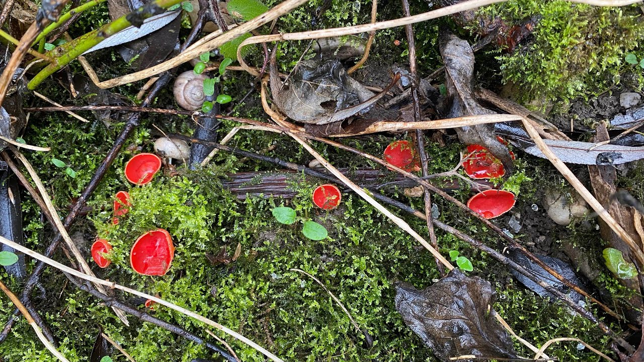 Winterpilze und Vorfrühlingspilze in der Au (ohne Kommentar) 