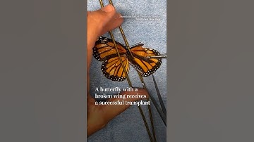 A butterfly with a broken wing receives a transplant