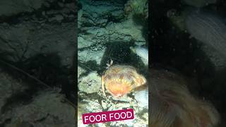 UMANG #fish #foodvlog