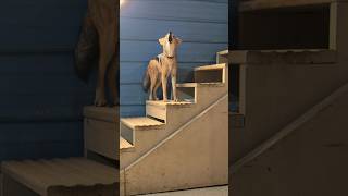 Have you ever heard an angry jackal?