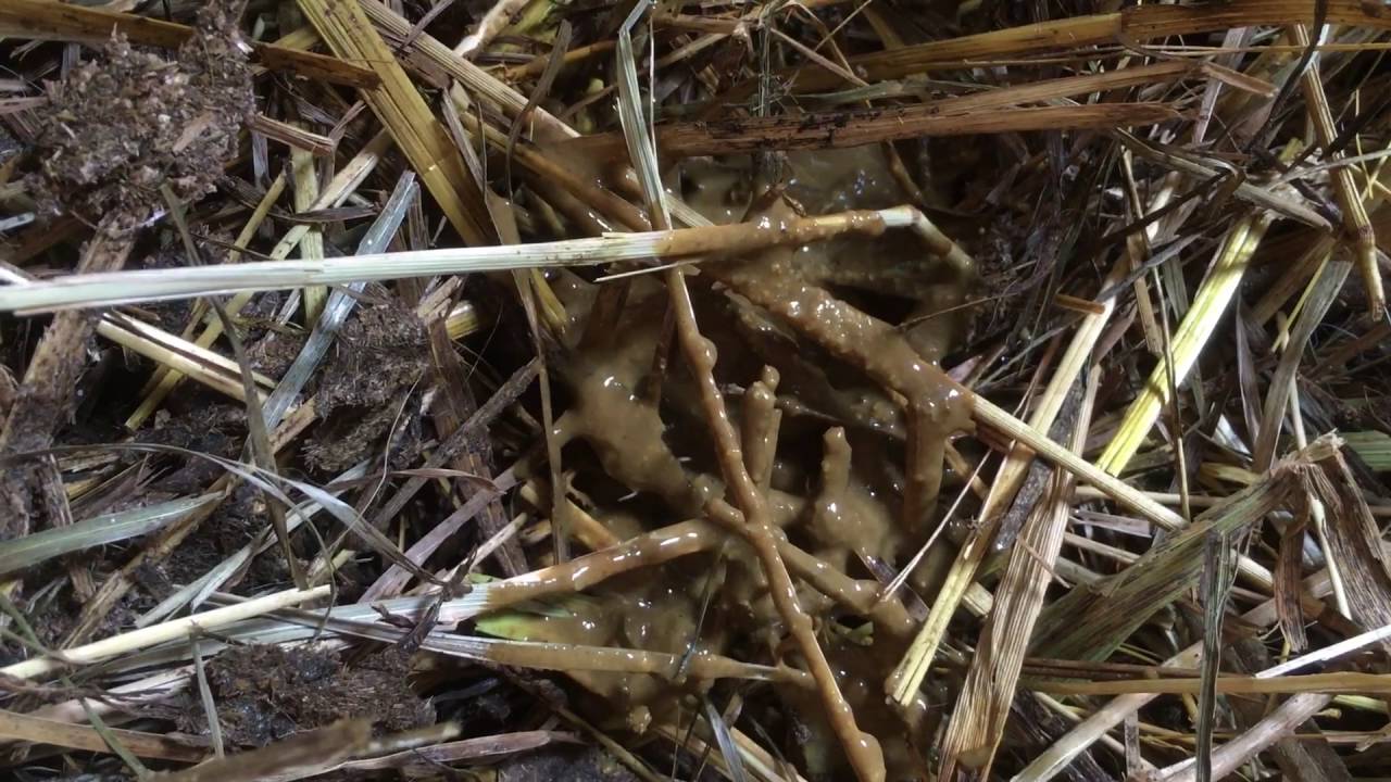 Goat worms in poop YouTube